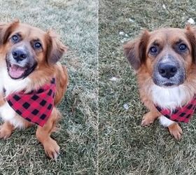 adoptable dog of the week henry