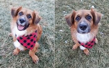 Adoptable Dog of the Week-Henry