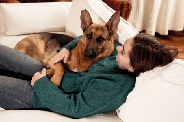 top 10 clingy dog breeds