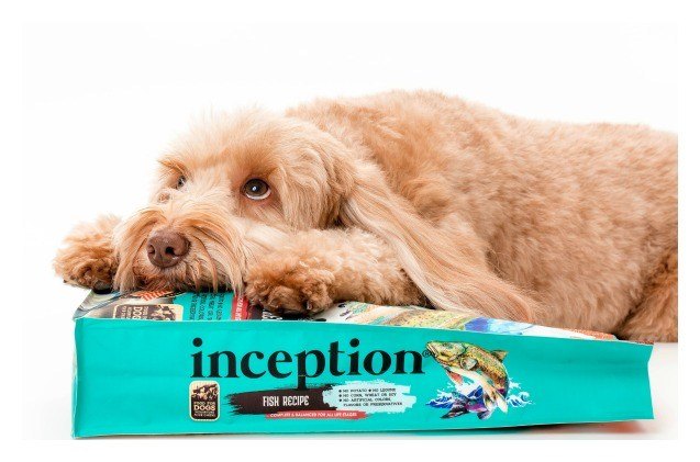 what is healthy dog food