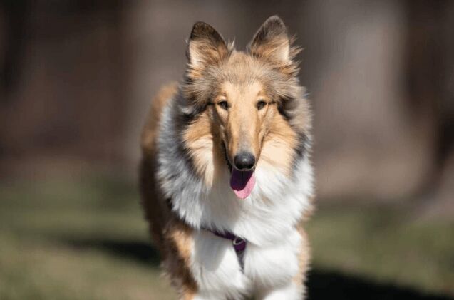 adoptable dog of the week lacey jane