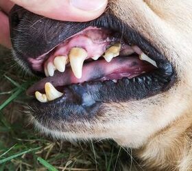 5 Serious Illnesses Caused by Canine Dental Disease