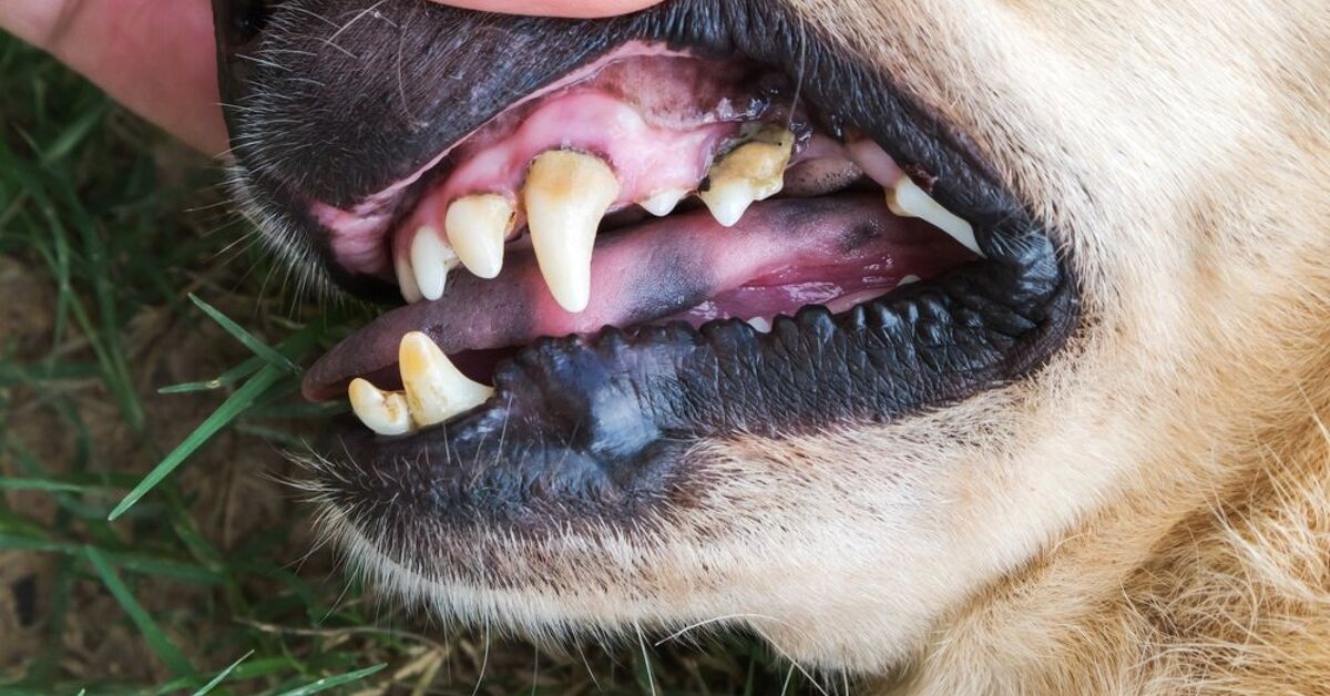 5 Serious Illnesses Caused By Canine Dental Disease PetGuide 5 serious illnesses caused by canine dental disease petguide