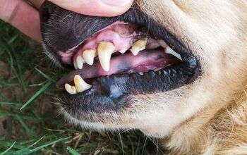 5 Serious Illnesses Caused by Canine Dental Disease