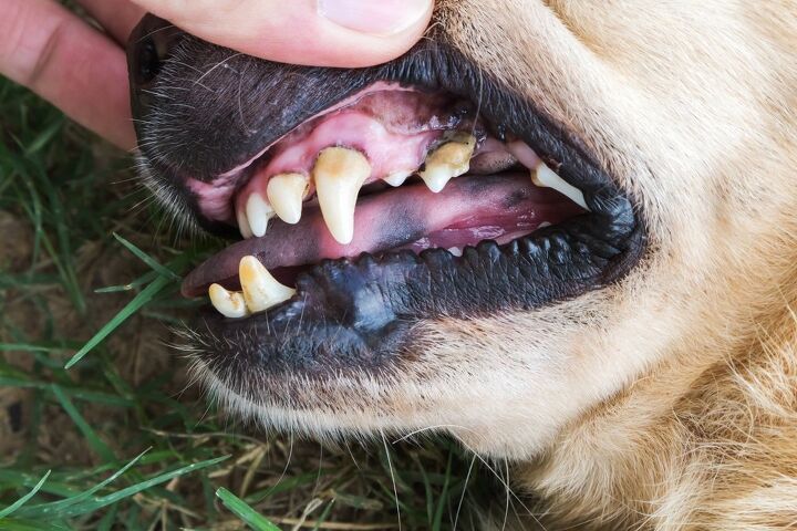 5 serious illnesses caused by canine dental disease