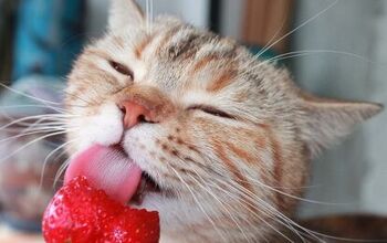 Can Cats Eat Strawberries?