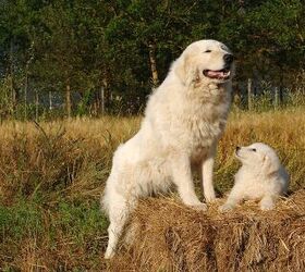 Top 10 Farm Dog Breeds