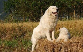 Top 10 Farm Dog Breeds