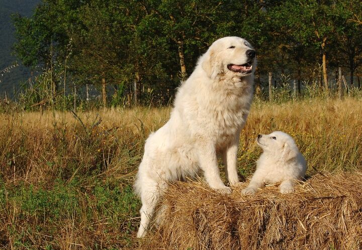 Shepherd Best Livestock Guardian Breeds Livestock Guardian Dogs