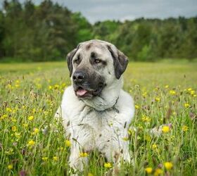 Top sales farm dogs