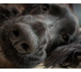 The Nose Knows! Study Finds Dogs Can Detect Heat With Their Noses