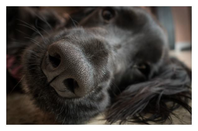 the nose knows study finds dogs can detect heat with their noses