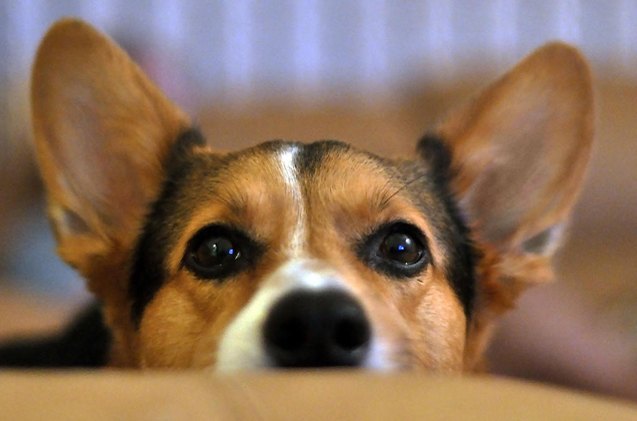 6 ways to properly clean dog ears