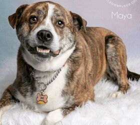 Adoptable Dog of the Week- Maya