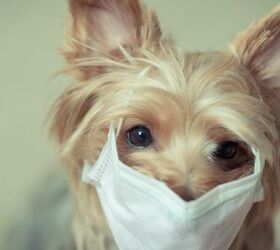 Can Dogs Catch Coronavirus?