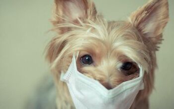Can Dogs Catch Coronavirus?