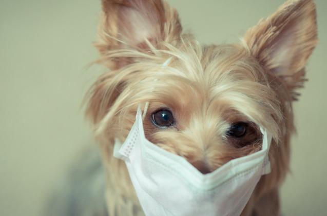 can dogs catch coronavirus