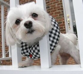 Puppy Bumpers Stop Dogs From Slipping Through Fences and Gates