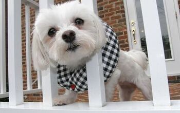 Puppy Bumpers Stop Dogs From Slipping Through Fences and Gates