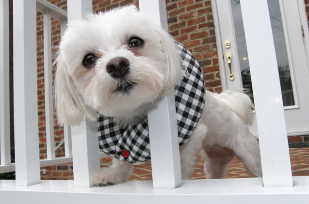 puppy bumpers stop dogs from slipping through fences and gates