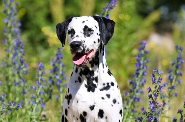 top 10 black and white dog breeds