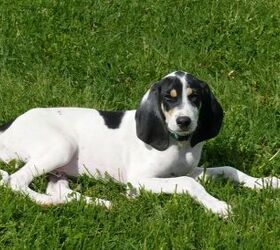 black and white puppy breeds