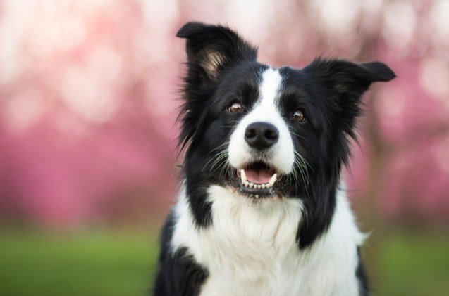 Top 10 Black And White Dog Breeds | Petguide