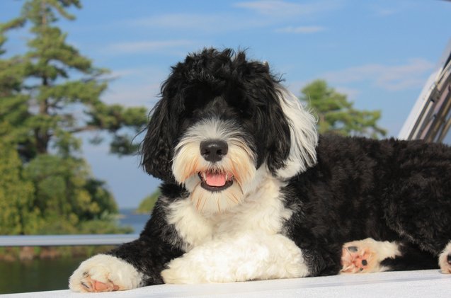 Top 10 Black and White Dog Breeds | PetGuide