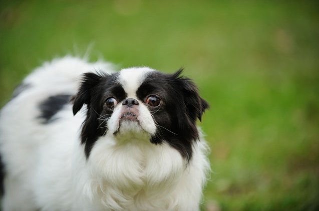 Top 10 Black And White Dog Breeds | Petguide
