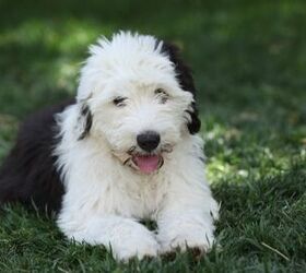 Black And White Puppy Breeds