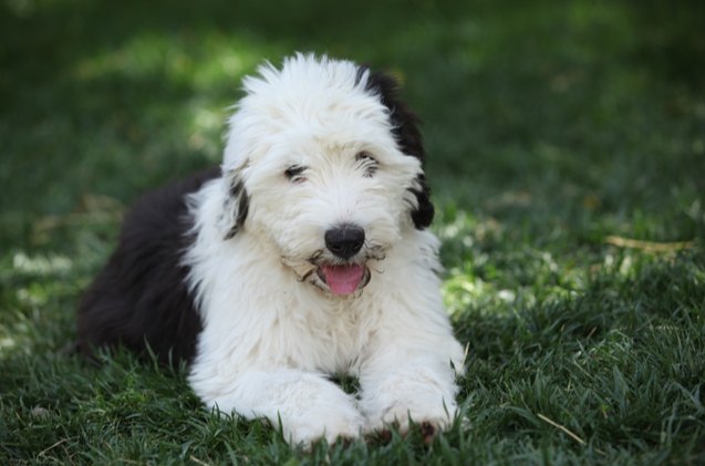 Top 10 Black and White Dog Breeds | PetGuide