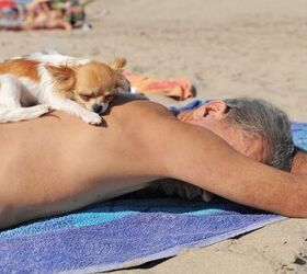 What Should You Do If Your Dog Gets A Sunburn
