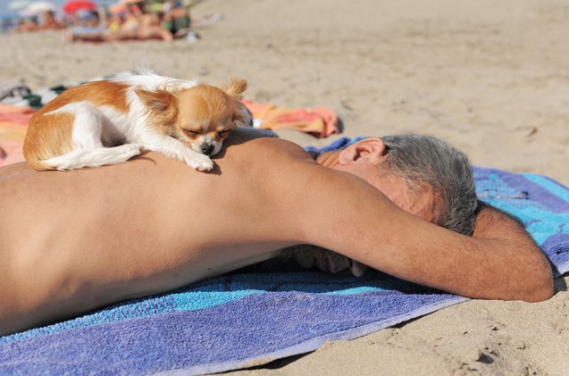 what should you do if your dog gets a sunburn