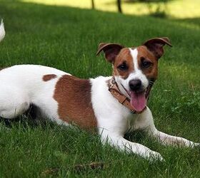 are jack russell terriers aggressive