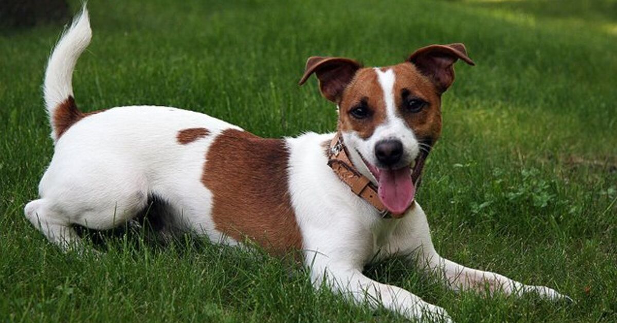 Jack Russell Terrier Information And Pictures Petguide Petguide Jack Russell Terrier Information And Pictures Petguide Petguide
