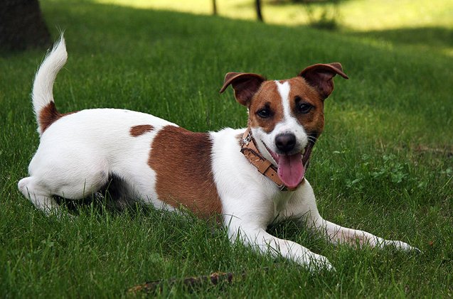 Jack Russell Terrier Information and Pictures - PetGuide | PetGuide