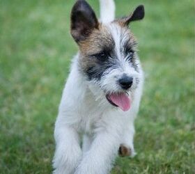 jack russell terrier wirehaired white