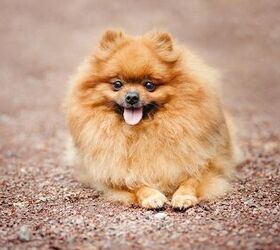 top 10 best miniature dog breeds