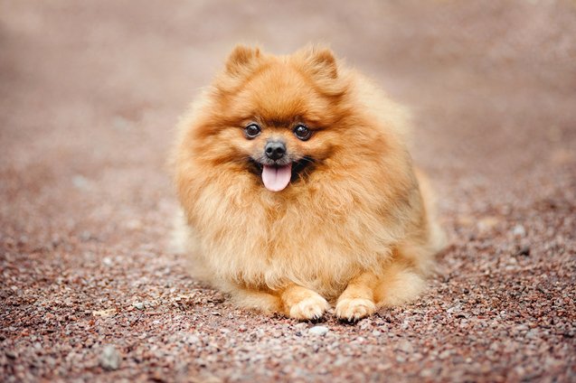 Top 10 Miniature Dog Breeds Information and Pictures - PetGuide | PetGuide