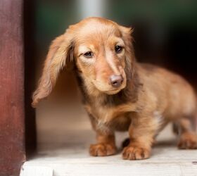 Top 10 Miniature Dog Breeds Information And Pictures Petguide Petguide