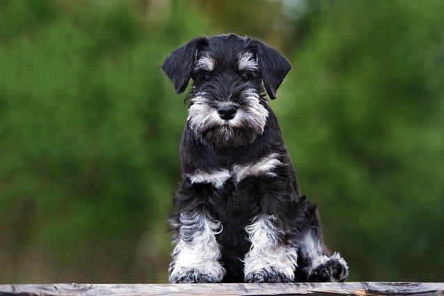 top 10 best miniature dog breeds