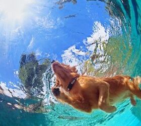 chlorine or saltwater pools which is best for dogs