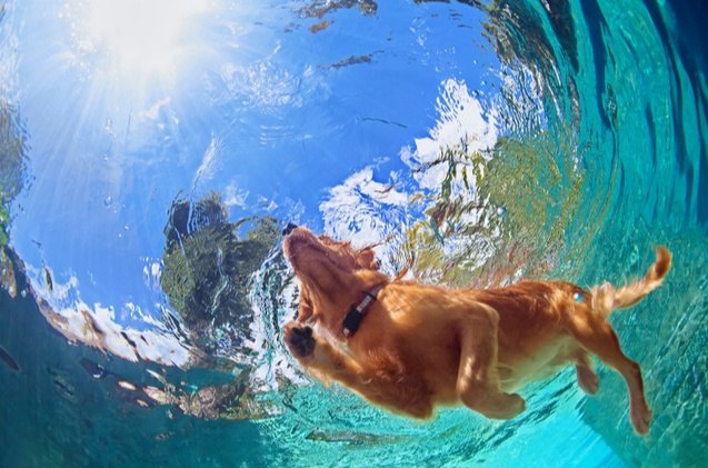 chlorine or saltwater pools which is best for dogs