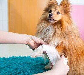 can you use triple antibiotic ointment in dogs ears