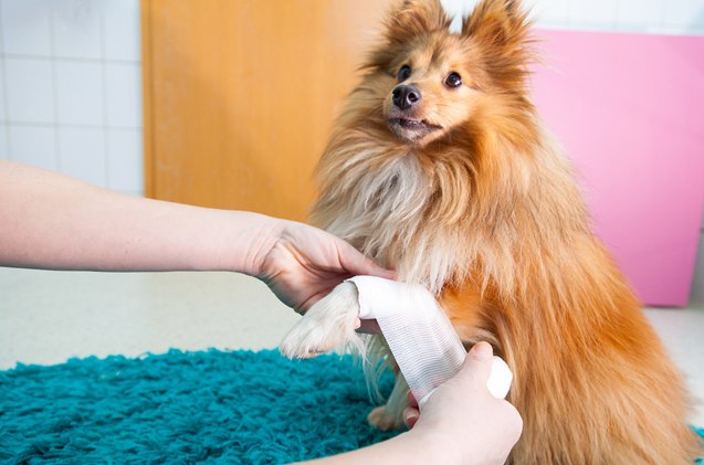 is neosporin safe for dogs