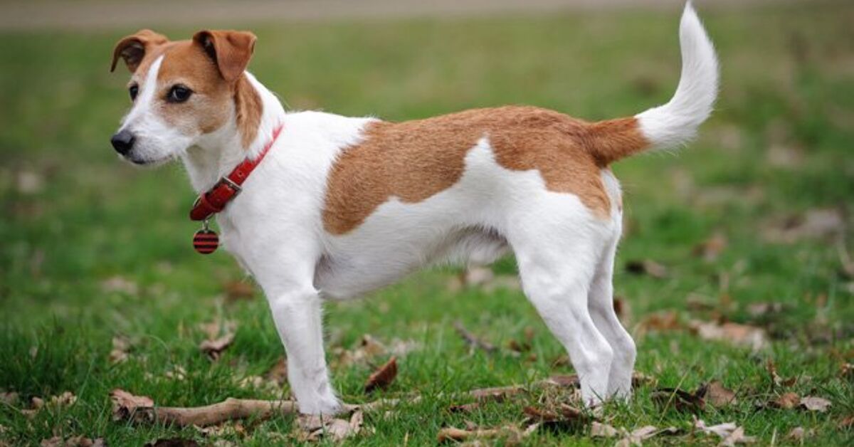 Dachshund Dog Jack Russell Terrier Mix Parson Russell Terrier