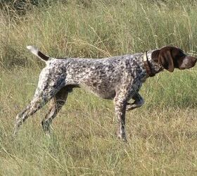 anyone have a german shorthaired pointer
