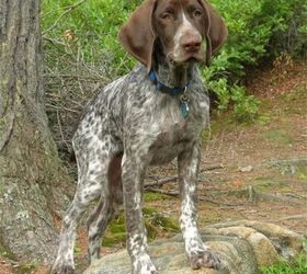 German Shorthaired Pointer Mixed With Golden Retriever