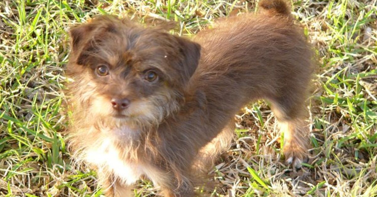 Chipoo Chipoo Dog Breed Health, Grooming, Feeding, Temperament and Puppies ...