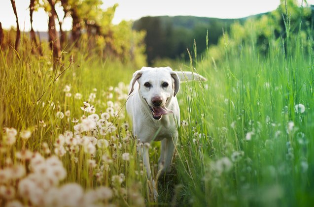 top 10 smartest dog breeds